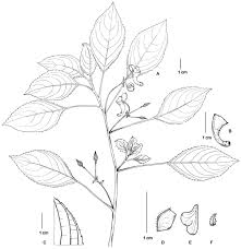 Image result for Impatiens gesneroidea