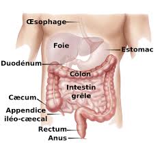 Colon cancer is not the same as rectal cancer, which originates in the rectum. What Are The Symptoms Of Colon Cancer Quora