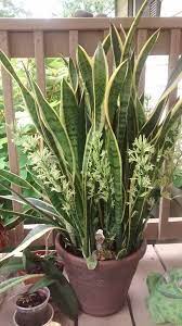 Sansevieria Trifasciata Also Known As Mother In Law S Tongue Snake Plant Sansevieria Plant Plants Ornamental Plants