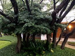 Image result for Pittosporum