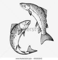 Jumping Salmon Fish Hand Drawn Illustration Shutterstock Premier Salmon Drawing Animal Drawings Sketches Salmon Tattoo