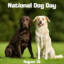 Dogs are a great way to beat the blues with unconditional love and licks, and a laugh when you need it! National Dog Day Is August 26 Orthodontic Blog Myorthodontists Info