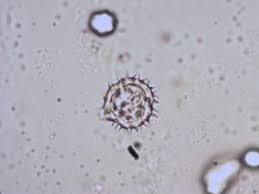 Image result for Bidens pinnatipartita