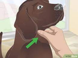 3 Ways To Stop Reverse Sneezing In Dogs Wikihow Pet