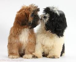 For an average shih tzu, 35 calories per lb. Dogs Brown And Black And White Shih Tzu Puppies Kissing Photo Wp38225