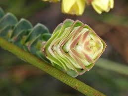 Image result for Penaeaceae