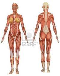 A small reference about anatomy scheme on torso. Front And Rear View Of Female Muscular Anatomy Very Educational Female Anatomy Reference Female Anatomy Anatomy Images