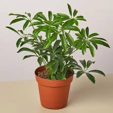 They're also resilient and can survive most conditions. 25 Easy Houseplants Easy To Care For Indoor Plants