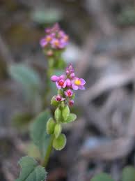 Image result for Polygala sphenoptera