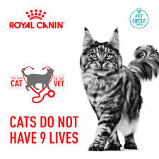 Left untreated, it can lead to weight loss, loss of appetite, vomiting , dehydration, severe depression, problems with motor function, coma, and even death.to find out why so many cats are being diagnosed with diabetes, and what owners can do. Buy Royal Canin Veterinary Diabetic Dry Cat Food Online Low Prices Free Shipping