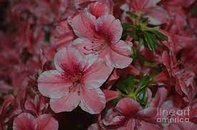 Check spelling or type a new query. Pretty Pink And White Azalea Bush Blooming Photograph By Dejavu Designs