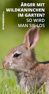 Ein beliebiger draht mit 2,5 cm großen löchern hält die kaninchen zuverlässig aus deinem garten fern. Kaninchen Im Garten Wie Man Sie Schonend Wieder Loswird Wildkaninchen Kaninchen Garten