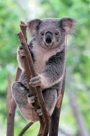 Pin By Courtney Mixon On Most Memorable Places I Ve Been Koala Bear Australia Animals Lone Pine Koala Sanctuary