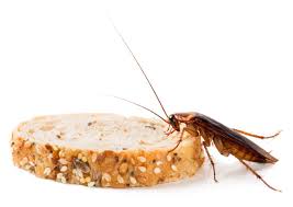 Si une blatte a une durée de vie assez réduite, environ une centaine de jours, la femelle sera capable de pondre 2 ou 3 fois dans sa vie. Comment Eliminer Definitivement Une Invasion De Cafards