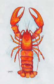 Red Lobster By Alexandra Nicole Newton Fische Zeichnen Muscheln Zeichnen Hummer Kunst