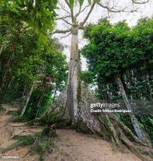 Image result for Sebaea pentandra