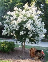 New House Plants Myrtle Tree Flowering Trees Crepe Myrtle Trees