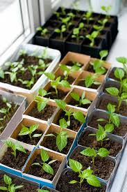 Bake at low heat (100 to 130°f), turning the peppers occasionally. Pepper Growing Tips Harvest To Table