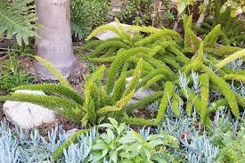 Image result for Asparagus natalensis