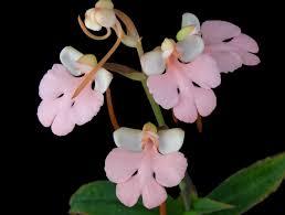 Image result for Habenaria zambesina