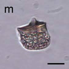 Image result for Commelina nigritana