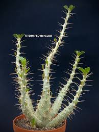 Image result for Pachypodium saundersii