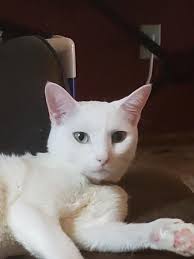 Missing cat in Lakewoods Estates, Georgetown