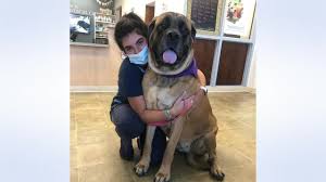 Face coverings/masks are required at all of our u.s. Vca Bay Area Veterinary Specialists Emergency Hospital Home Facebook
