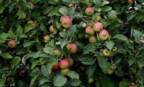 Fruits are the soft and edible parts of a tree with seeds in them. Tips To Increase Fruit Production From Fruit Trees Gardening Site