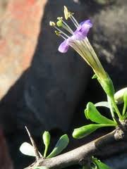 Image result for Eriocephalus luederitzianus