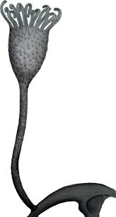 Image result for Sclerocroton