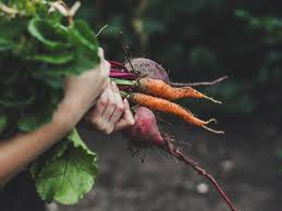 Alibaba.com offers 287 curry fish cucumber products. Can Diabetics Eat Carrots Facts Research And Healthy Diets