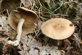 Image result for Gymnosporia matoboensis
