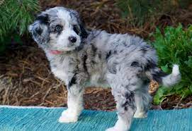 How To Reserve Prices Pawssiedoodle Aussiedoodle Aussie Doodle Puppy Puppies