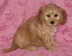 Beware of cockapoo puppy for sale advertisements as the price can be misleading. Cockapoo Pets And Animals For Sale Minnesota