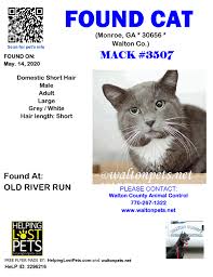 Do You Know This Cat Monroe Old River Run Ga 30656 Walton Co Cat 05 14 2020 Male Domestic Short Hair Grey White Turne Losing A Pet Found Cat Cats