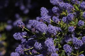 We did not find results for: 27 Flowering Trees In California Purple White Yellow Progardentips
