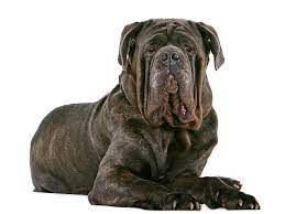 Découvrez nos chiens de race : Matin Napolitain Caractere Education Sante Entretien Prix