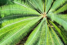 Image result for Cycadaceae