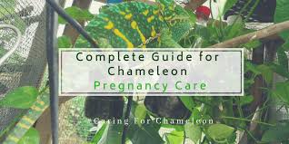 How much to feed your chameleon? Complete Guide For Chameleon Pregnancy Care Chameleonowner