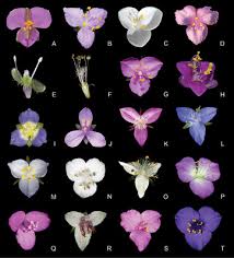 Image result for Coleotrype laurentii