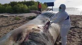 Where did the globster in the philippines come from? Newsflare Massive Globster Sea Creature Washes Up On Beach In Philippines