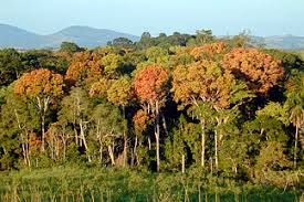 Seeing Forests For The Trees And The Carbon Mapping The World S Forests In Three Dimensions Terrestrial ecosystems are defined in large part by their woody plants. seeing forests for the trees and the