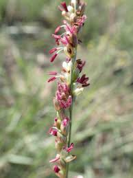 Image result for Panicum monticola