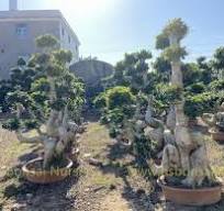 Ornamental Plants Dragon Shape Ficus Microcarpa Bonsai ...