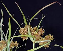 Image result for Cyperus deciduus