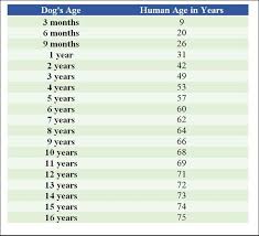 9 mo to y conversion. Davao Puspin Spay Neuter Campaign Hug Your Senior Dogs Please 3 If You Have A Pet Dog Please Love Them And Give Them The Best Life As Our 4 Legged Best Friend Family Baby