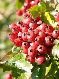Legend has it that paul bunyan used the washington hawthorn's branches as a back scratcher. Washington Hawthorn Tree A Profile Of A Tree Howstuffworks