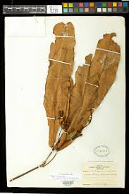 Image result for Gilbertiodendron dewevrei