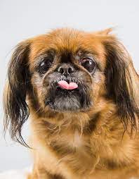 Fromm family foods artisan pet food and treats are sold through the following independent and locally owned pet supply stores in st. Pin On Dogs For Adoption